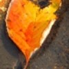 heart leaf